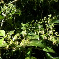 Blachia umbellata (Willd.) Baill.